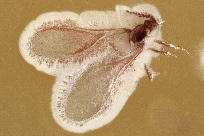 Fossil Winged Scale Insect (Coccoidea) in Baltic Amber #352725